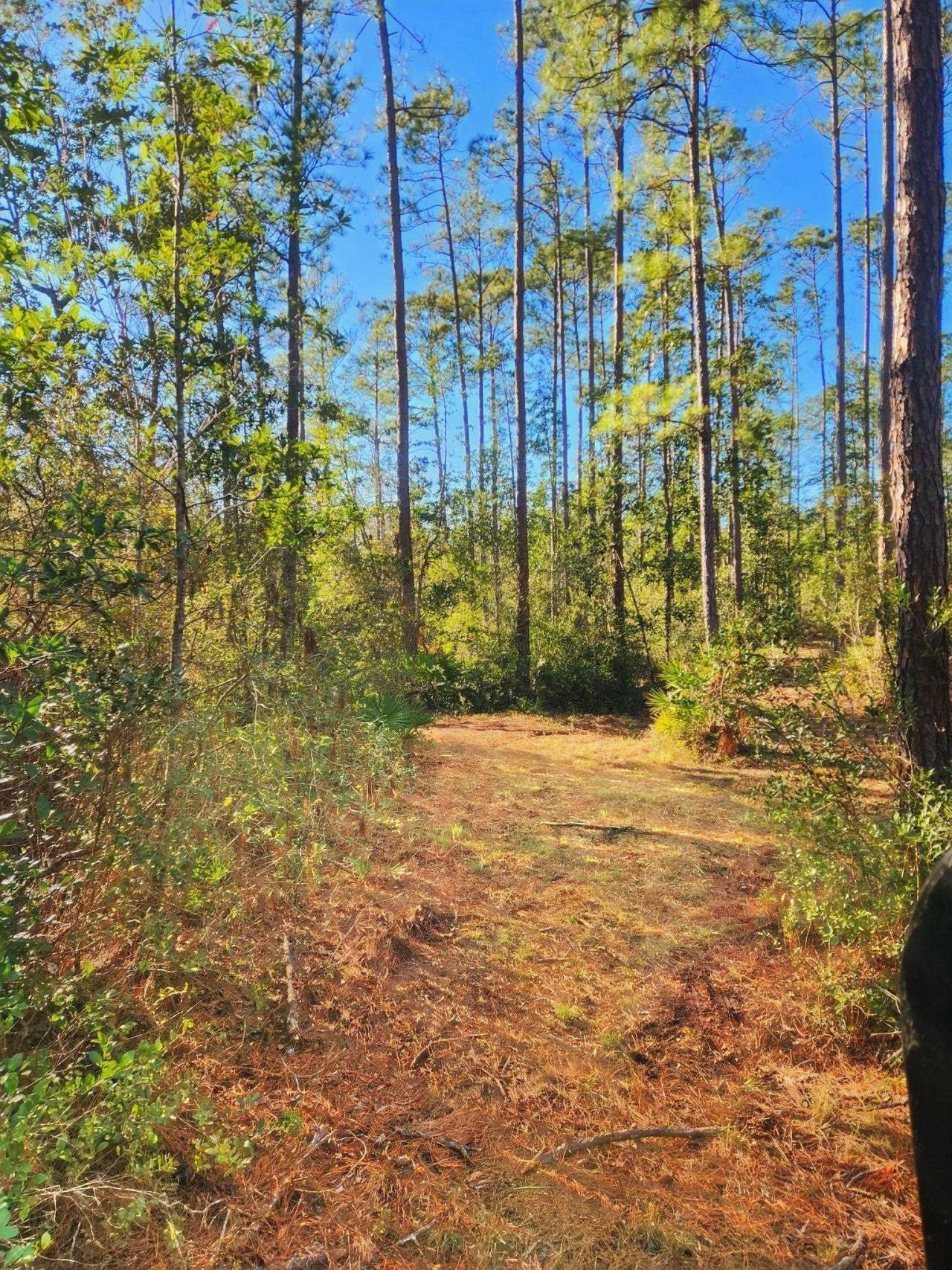 Lot 116 SW Pier Road, Greenville, FL 32331 Photo