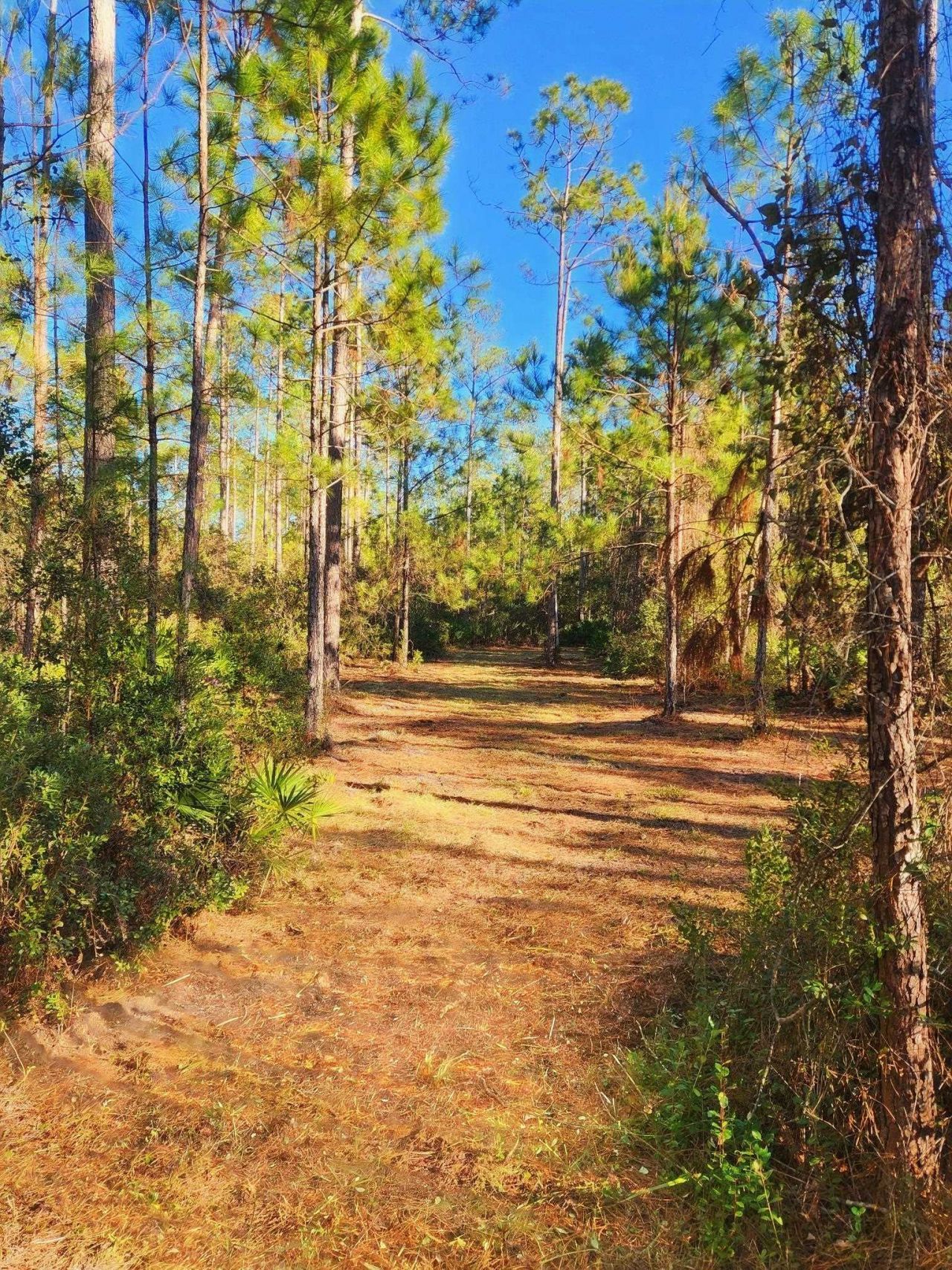 Lot 116 SW Pier Road, Greenville, FL 32331 Photo