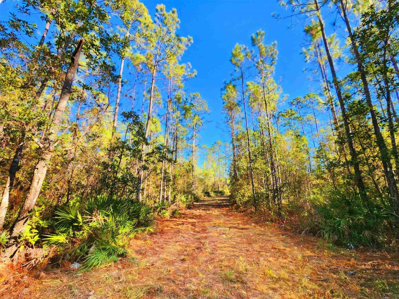 Lot 116 SW Pier Road, Greenville, FL 32331 Photo