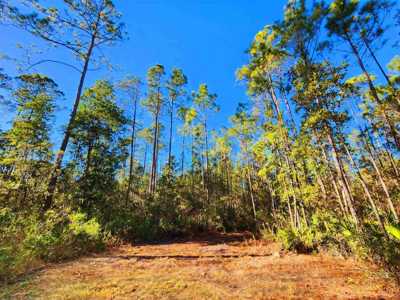 Lot 116 SW Pier Road, Greenville, FL 32331 Photo