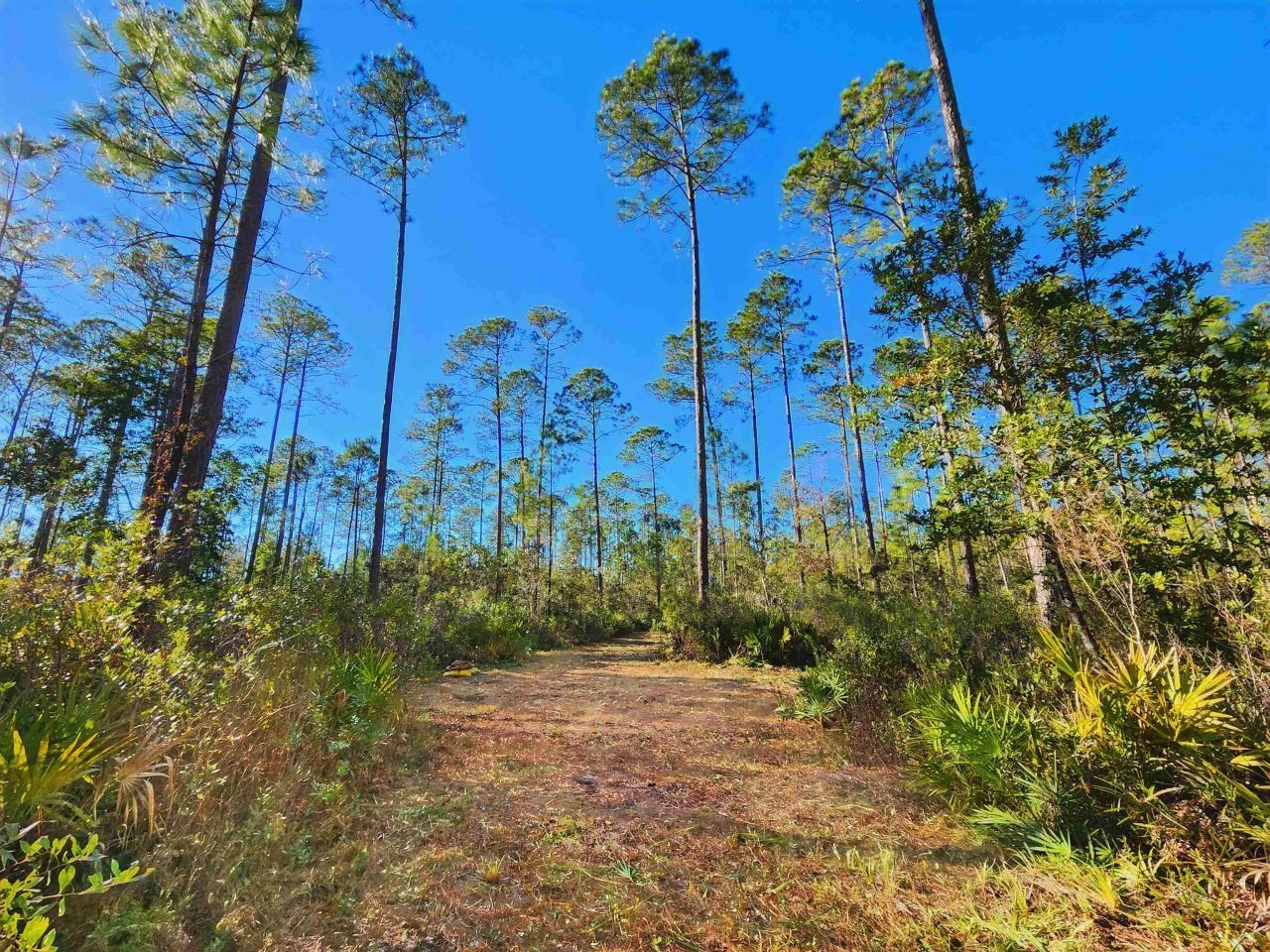 Lot 116 SW Pier Road, Greenville, FL 32331 Photo