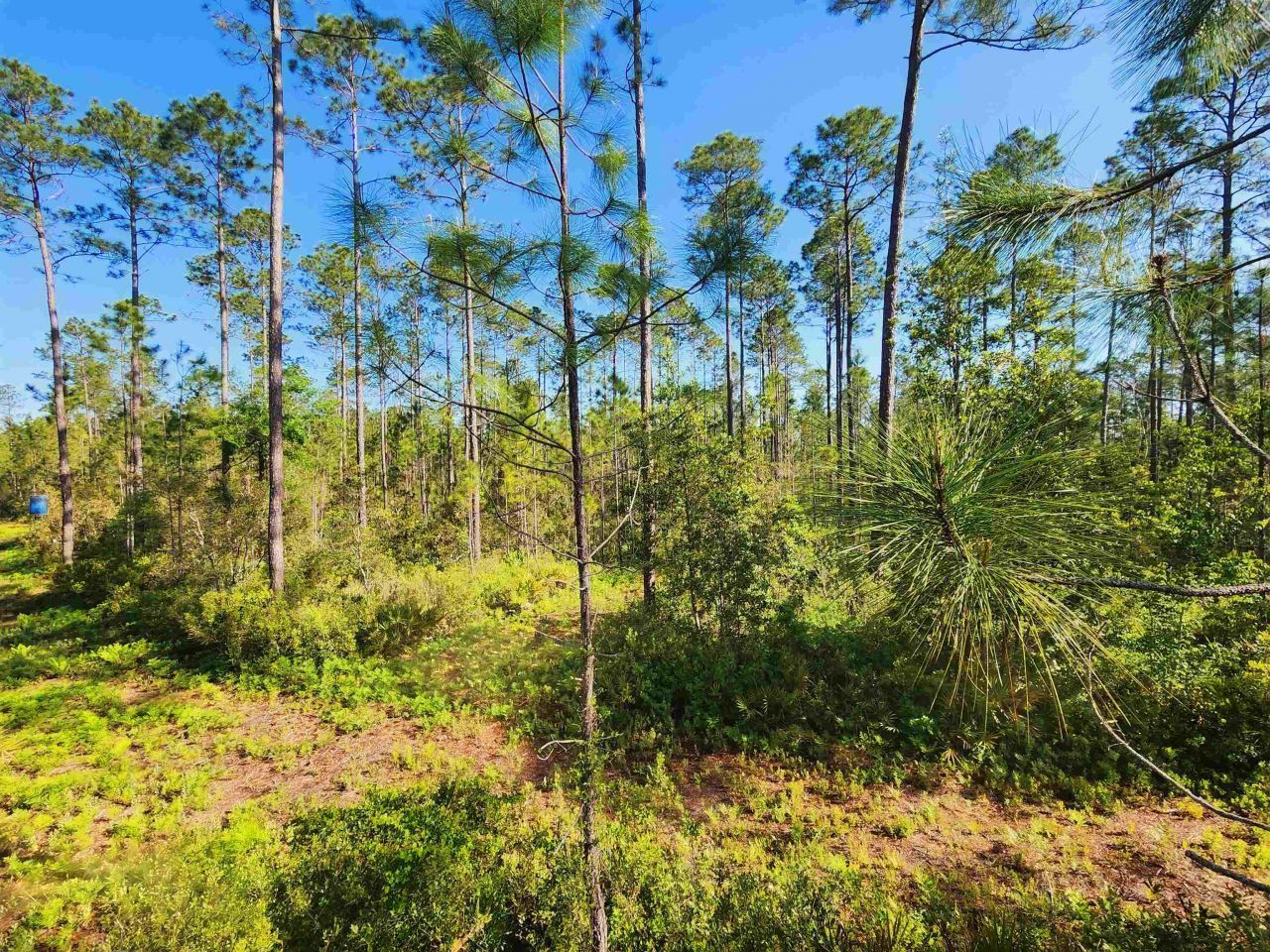 Lot 116 SW Pier Road, Greenville, FL 32331 Photo