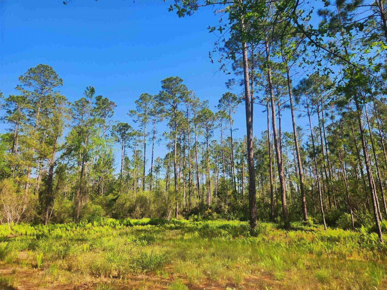 Lot 116 SW Pier Road, Greenville, FL 32331 Photo
