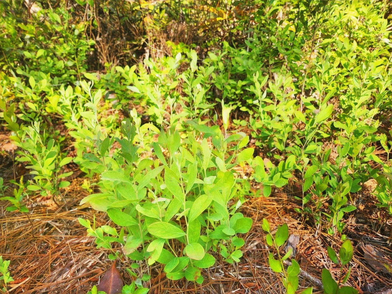 Lot 116 SW Pier Road, Greenville, FL 32331 Photo