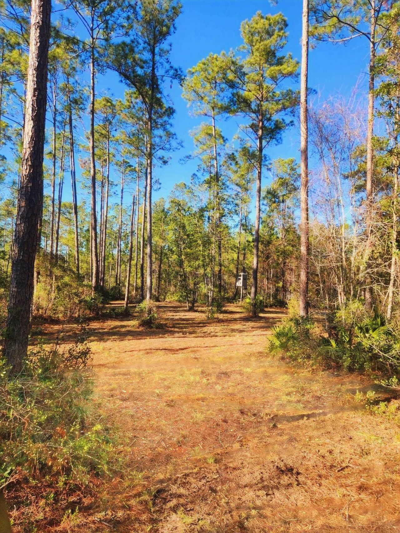 Lot 116 SW Pier Road, Greenville, FL 32331 Photo