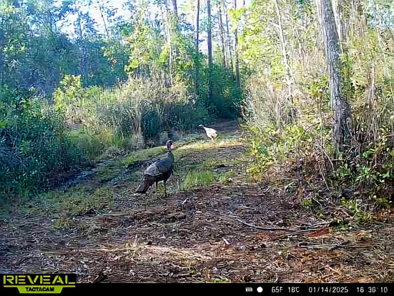 Lot 116 SW Pier Road, Greenville, FL 32331 Photo