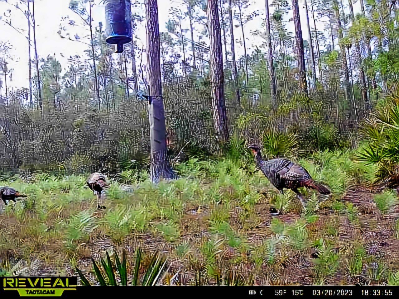 Lot 116 SW Pier Road, Greenville, FL 32331 Photo