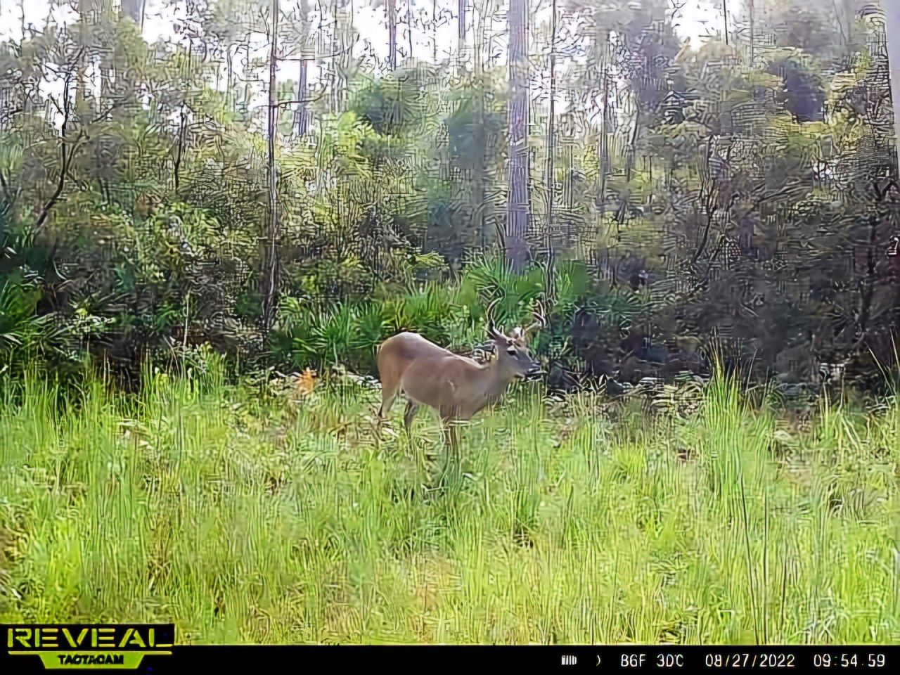 Lot 116 SW Pier Road, Greenville, FL 32331 Photo