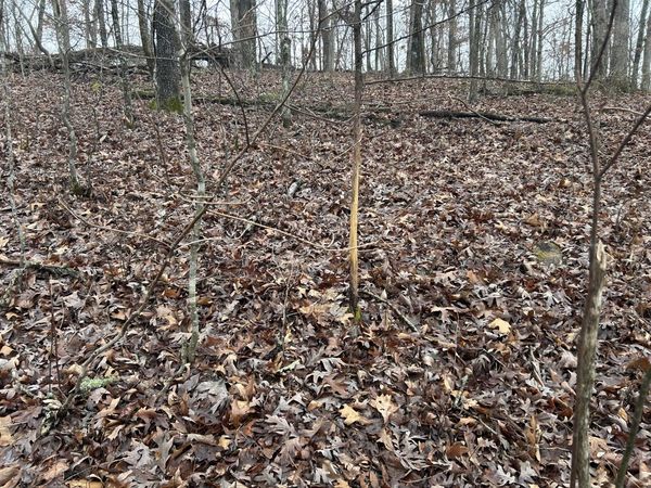 000 County Road 6388, Newburg, MO 65550