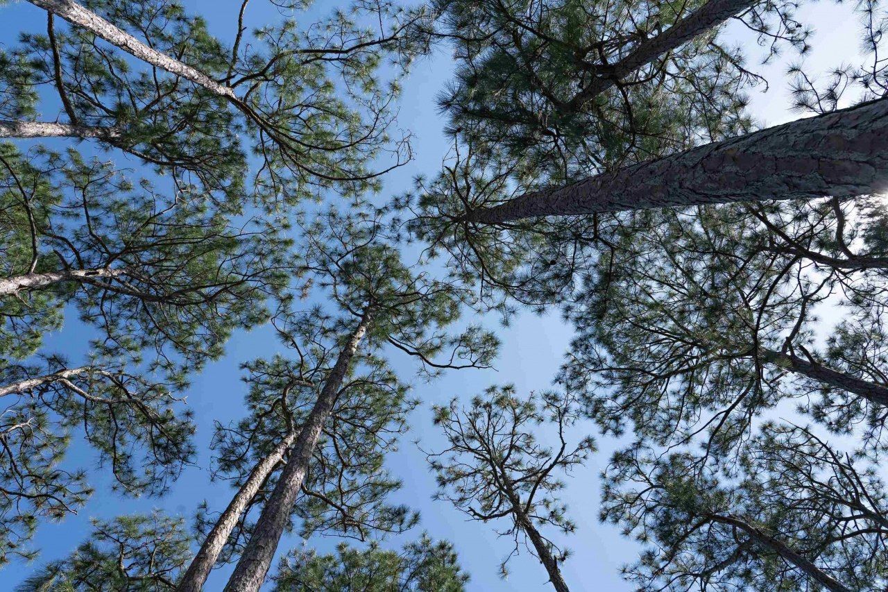 129 Winding Trail Way, Lot #Lot 385 - East, Saint Teresa, FL 32358 Photo