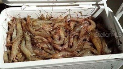 295 E Ariel Road, Oak Hill, FL 32759 Photo