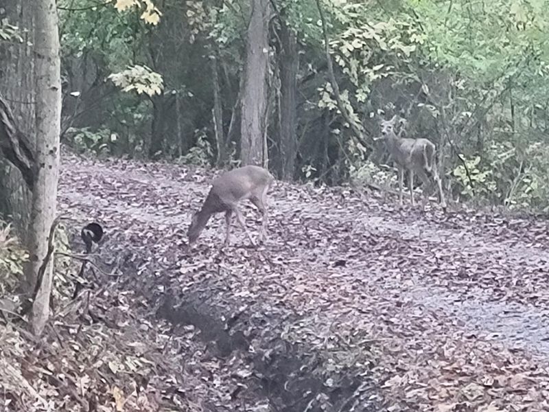 12376 Ryle Road, Union, KY 41091 Photo 19