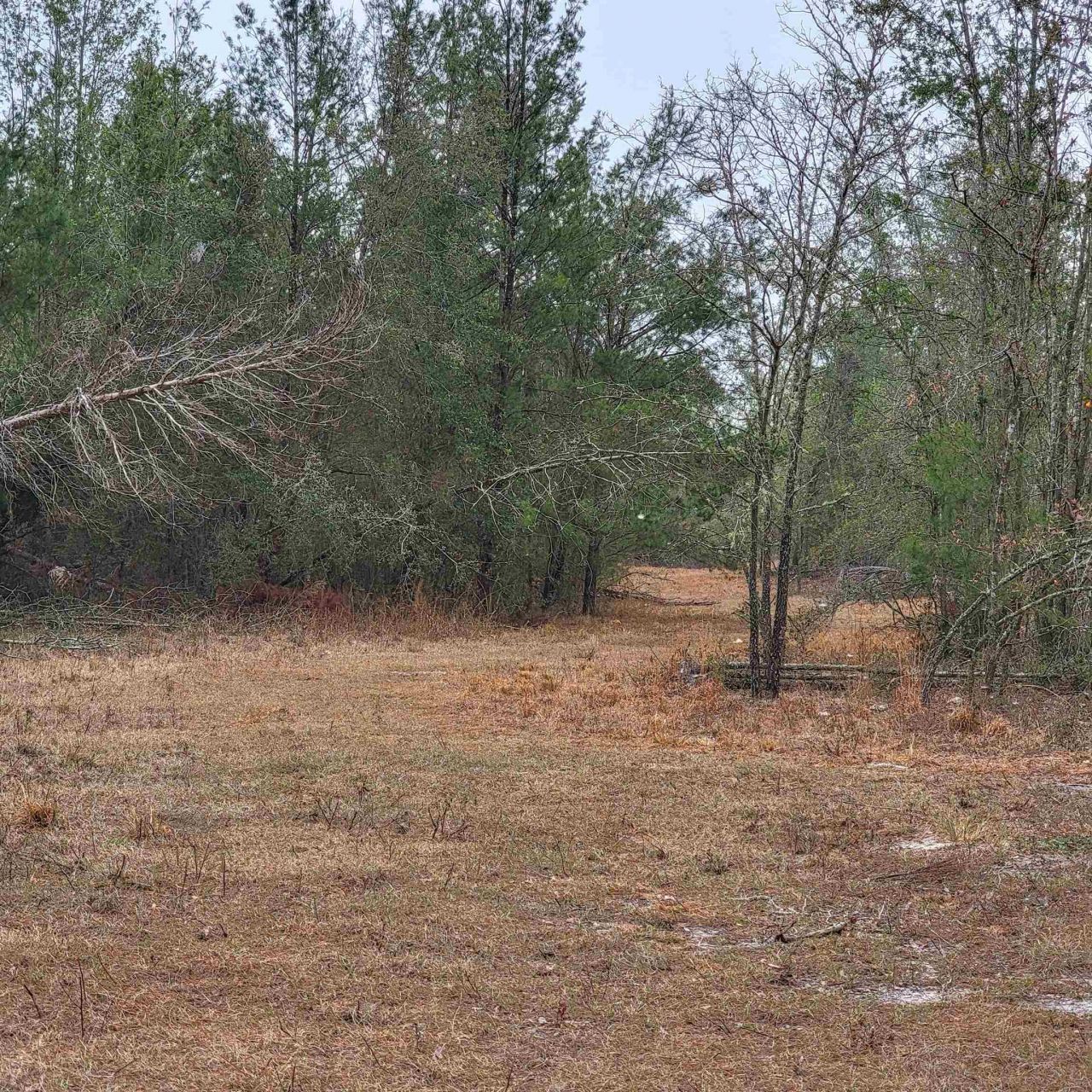 Vacant 20 Ac SE Parliament Trail, Lee, FL 32059 Photo