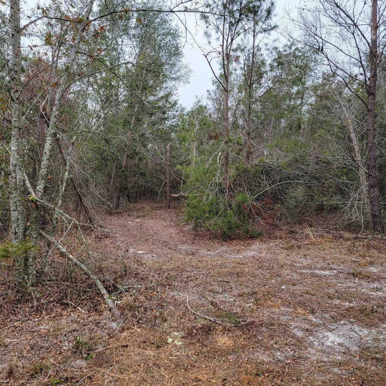 Vacant 20 Ac SE Parliament Trail, Lee, FL 32059 Photo