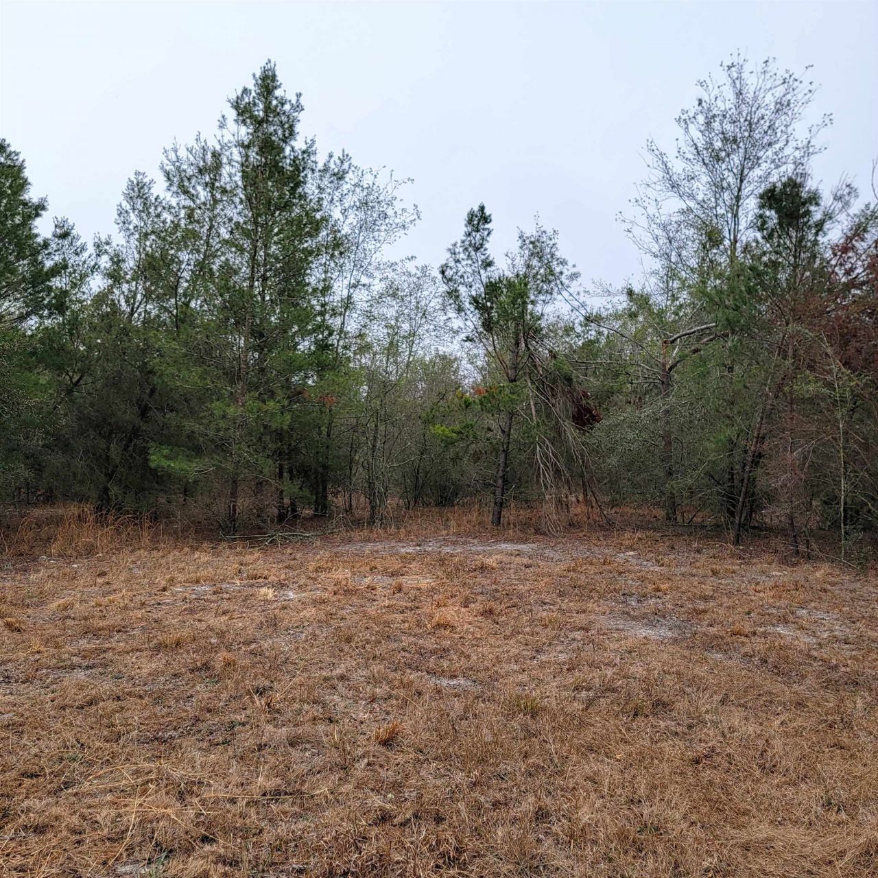 Vacant 20 Ac SE Parliament Trail, Lee, FL 32059 Photo