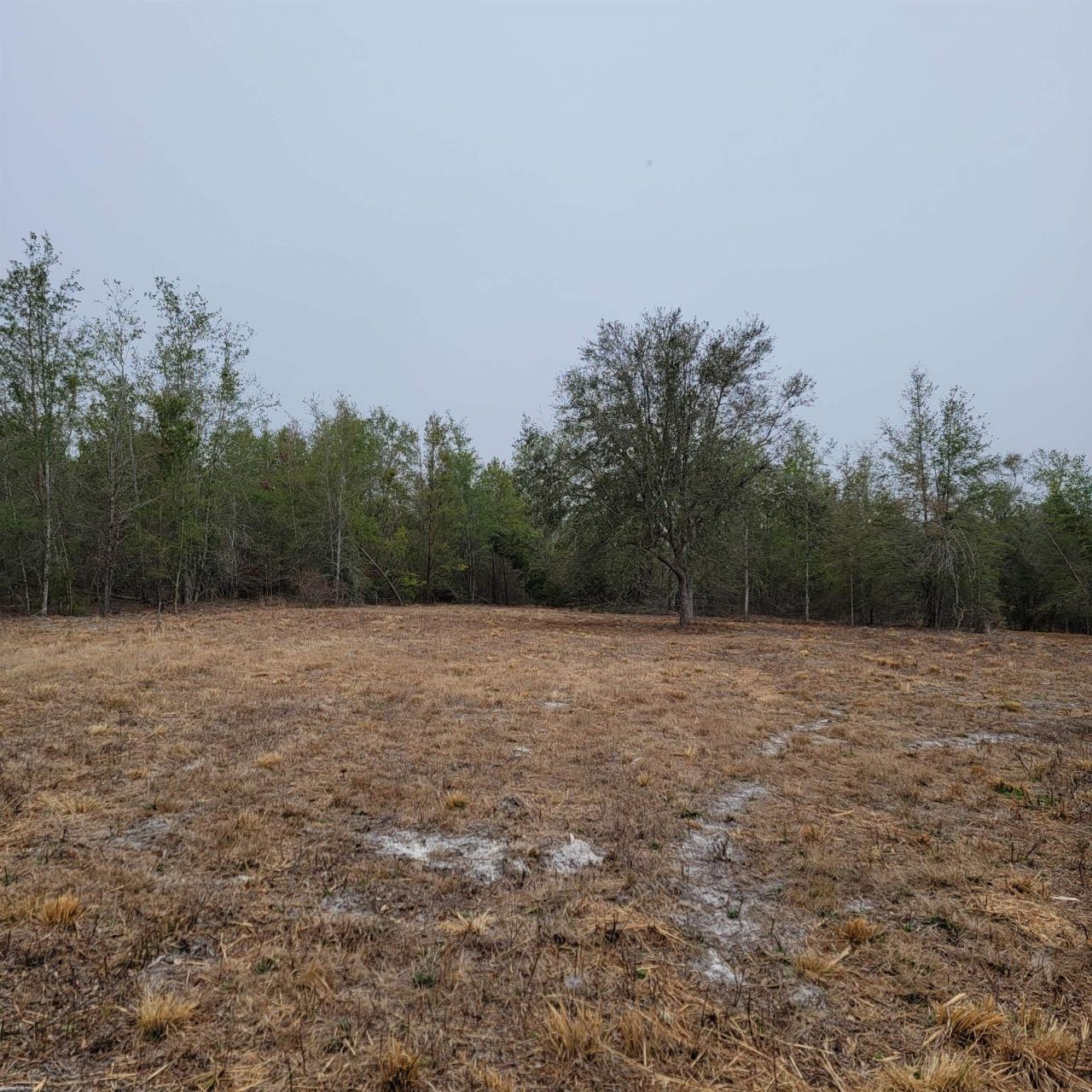 Vacant 20 Ac SE Parliament Trail, Lee, FL 32059 Photo