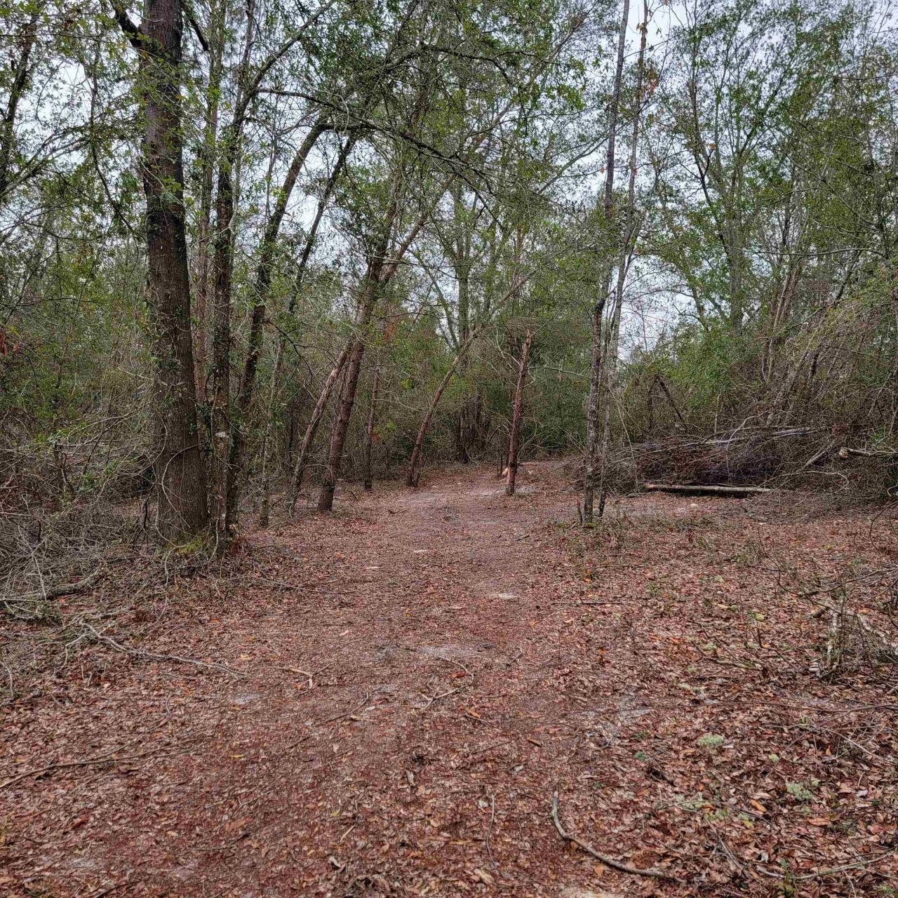 Vacant 20 Ac SE Parliament Trail, Lee, FL 32059 Photo