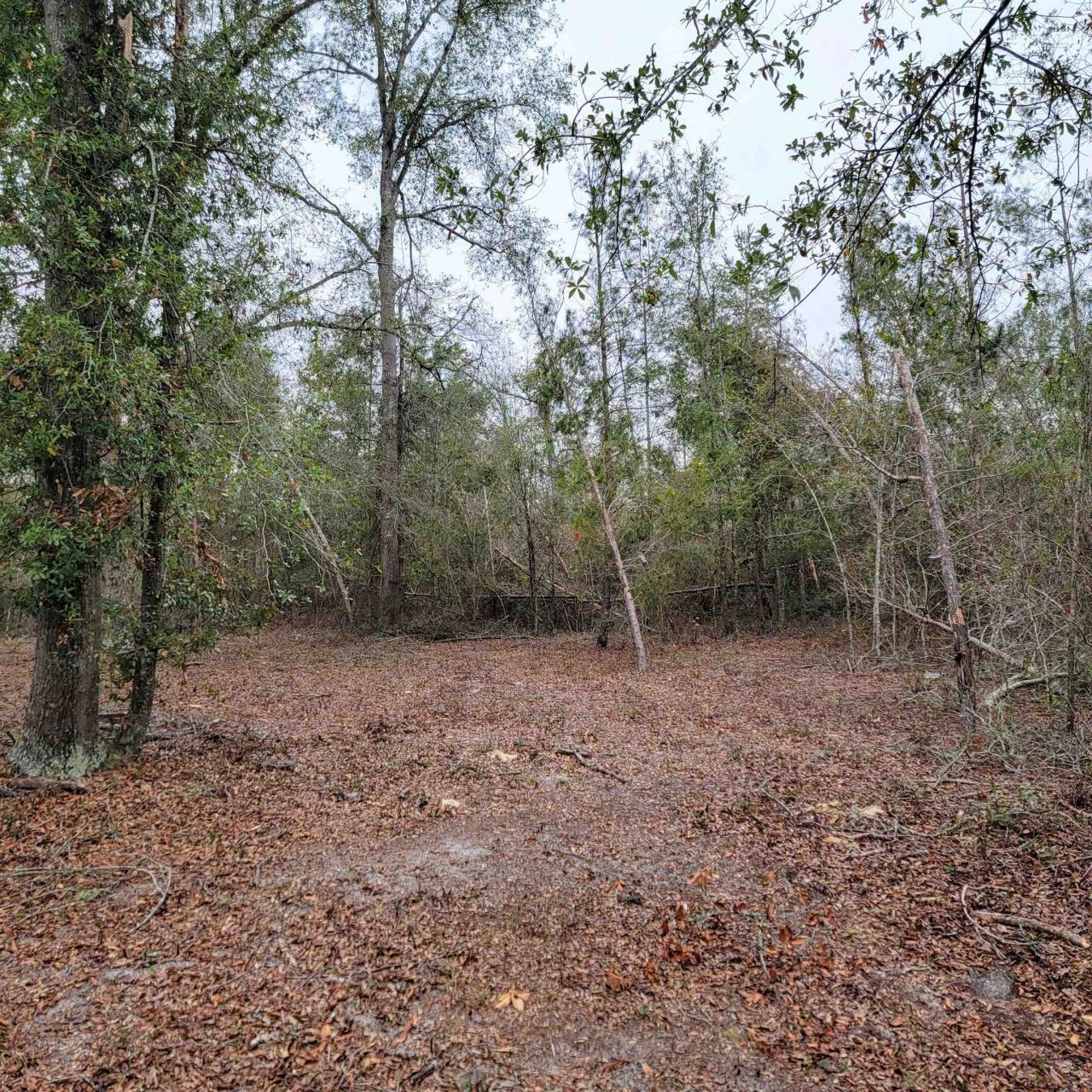 Vacant 20 Ac SE Parliament Trail, Lee, FL 32059 Photo