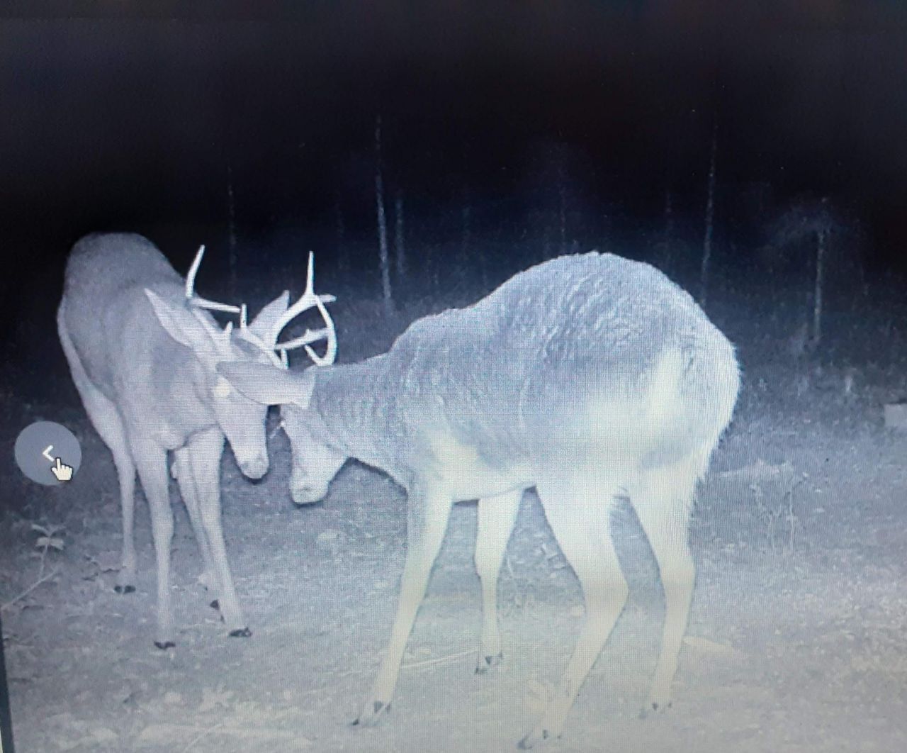 Vacant 20 Ac SE Parliament Trail, Lee, FL 32059 Photo