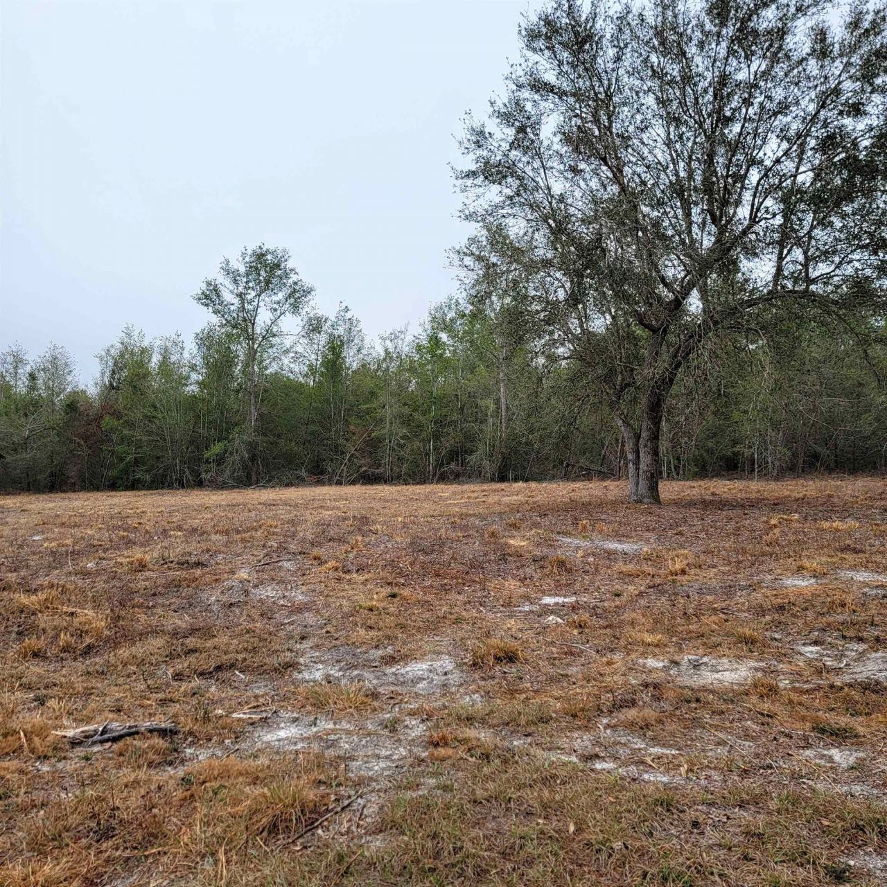 Vacant 20 Ac SE Parliament Trail, Lee, FL 32059 Photo