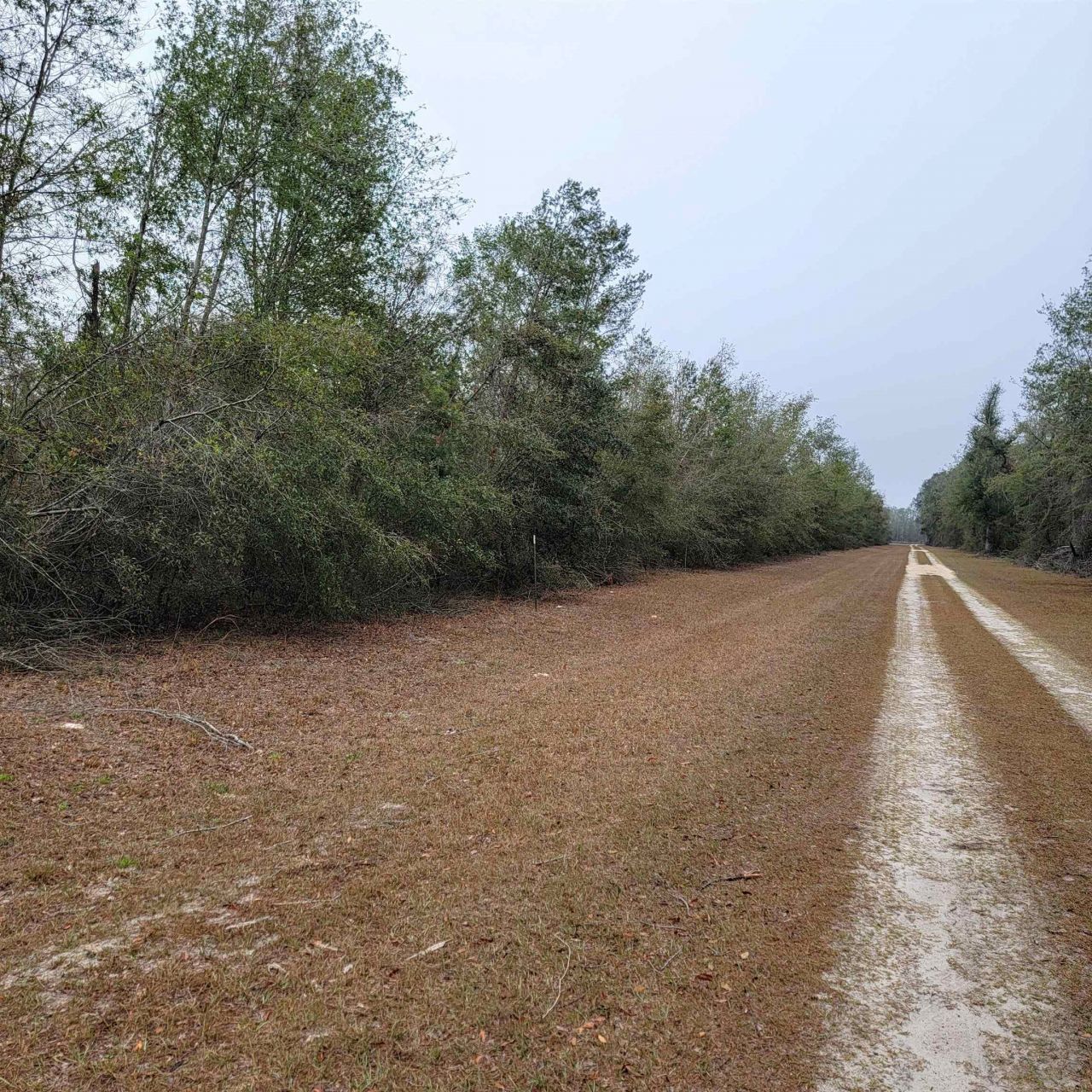 Vacant 20 Ac SE Parliament Trail, Lee, FL 32059 Photo