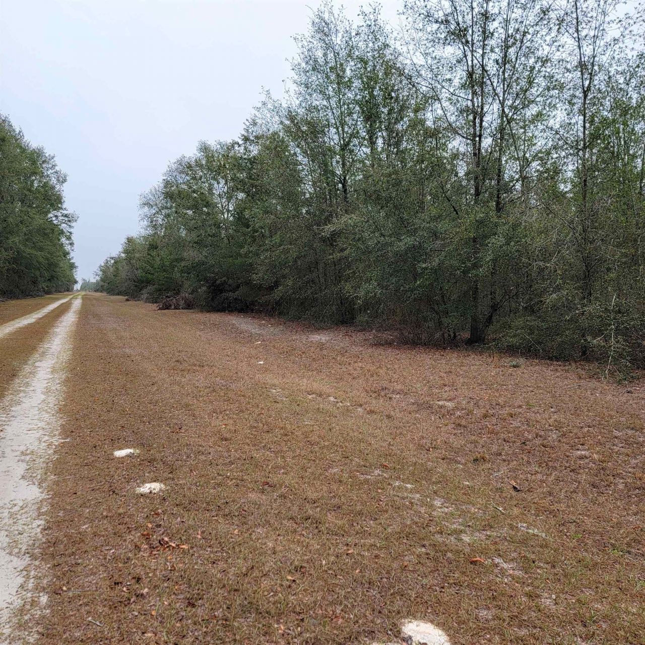 Vacant 20 Ac SE Parliament Trail, Lee, FL 32059 Photo