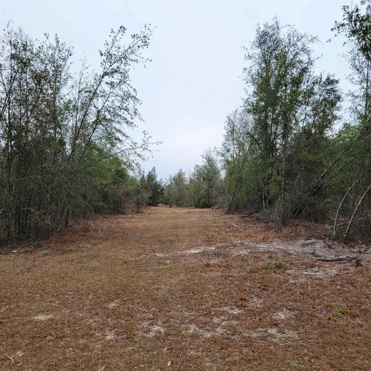 Vacant 20 Ac SE Parliament Trail, Lee, FL 32059 Photo