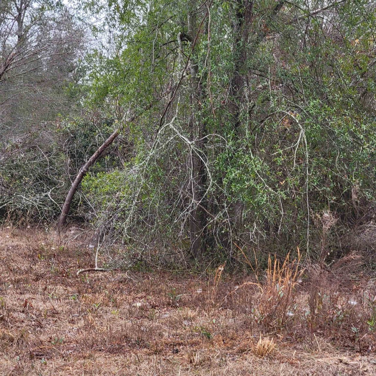 Vacant 20 Ac SE Parliament Trail, Lee, FL 32059 Photo