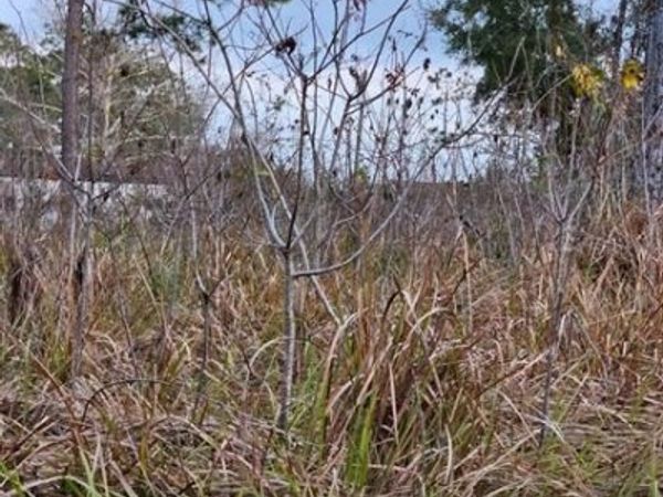 TBD SE 104TH TERRACE, BELLEVIEW, FL 34420