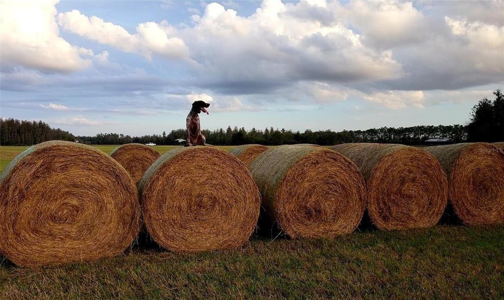 0 Moore Road, Lakeland, FL 33809 Photo