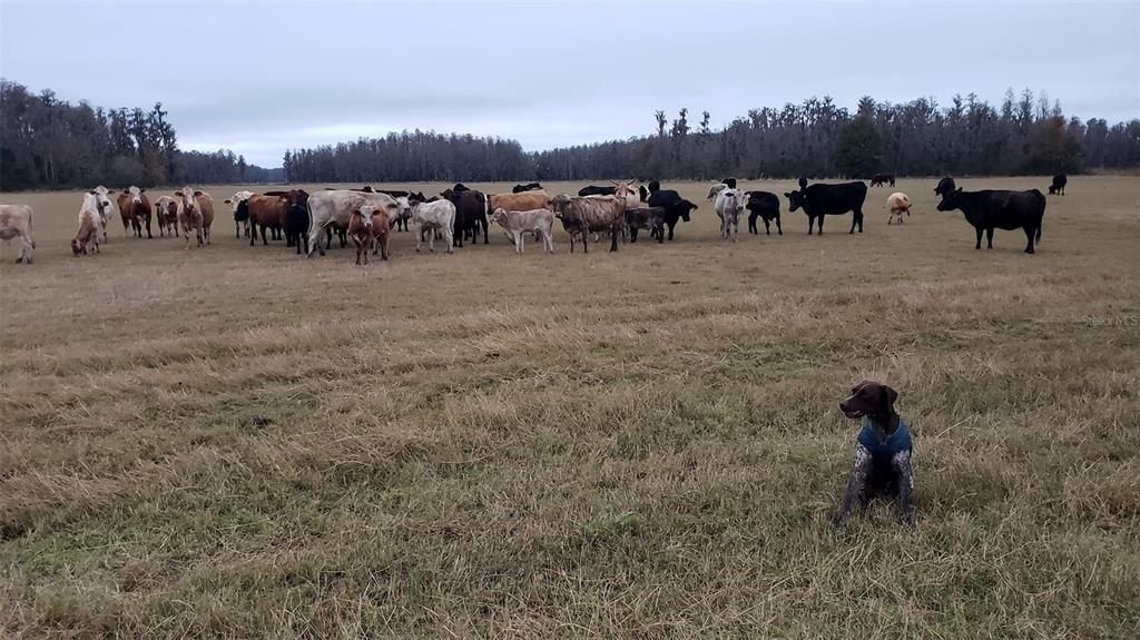 0 Moore Road, Lakeland, FL 33809 Photo