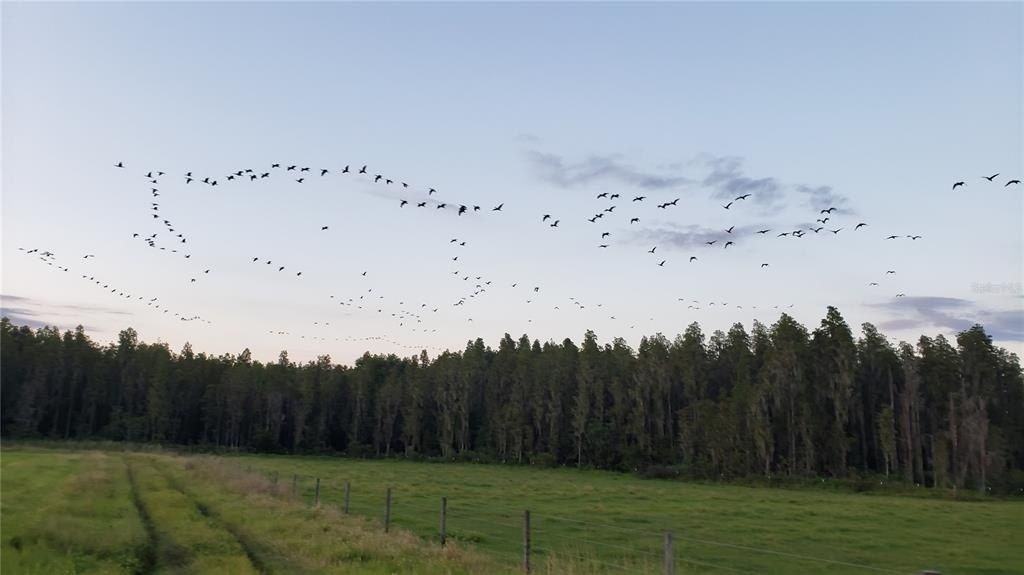 0 Moore Road, Lakeland, FL 33809 Photo