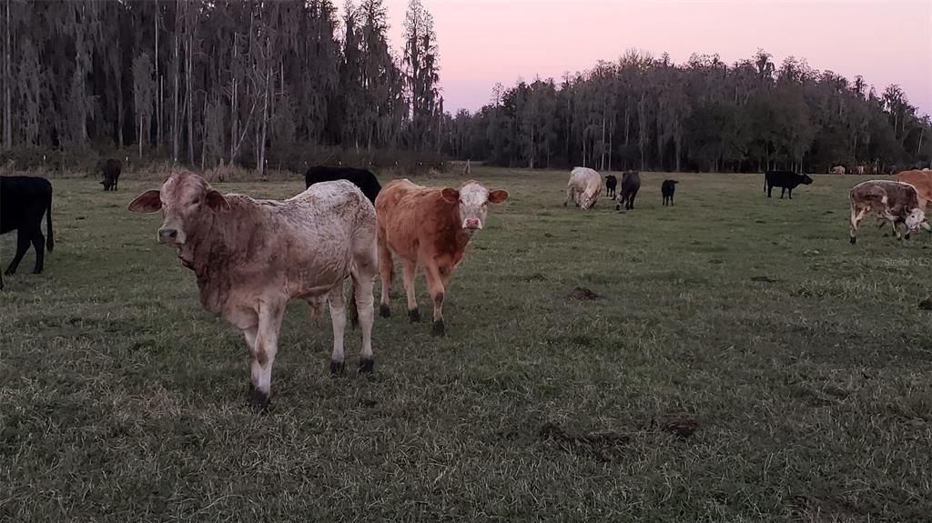 0 Moore Road, Lakeland, FL 33809 Photo