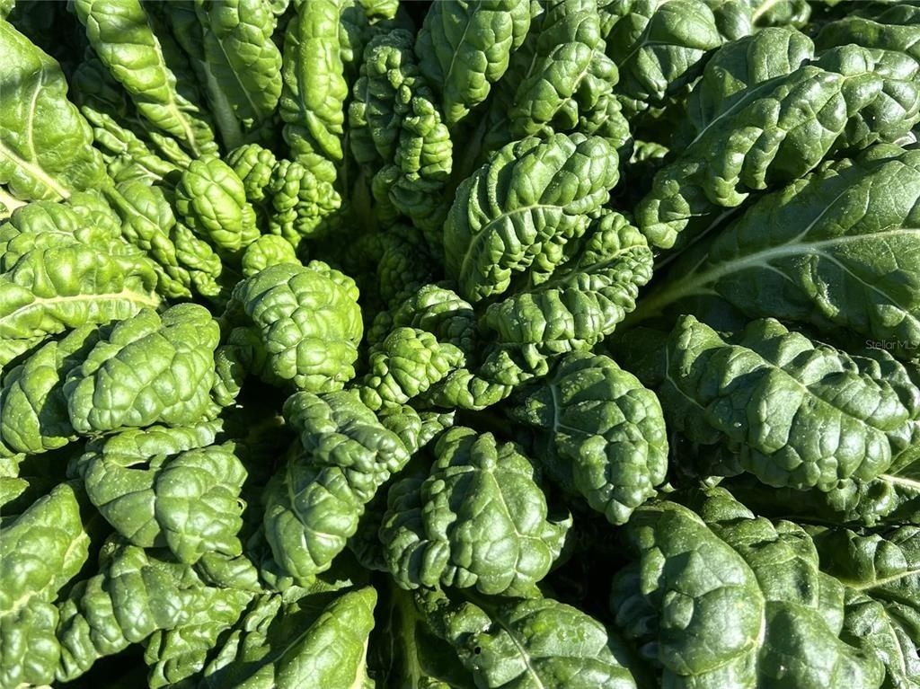 0 Davis Road, Mims, FL 32754 Photo