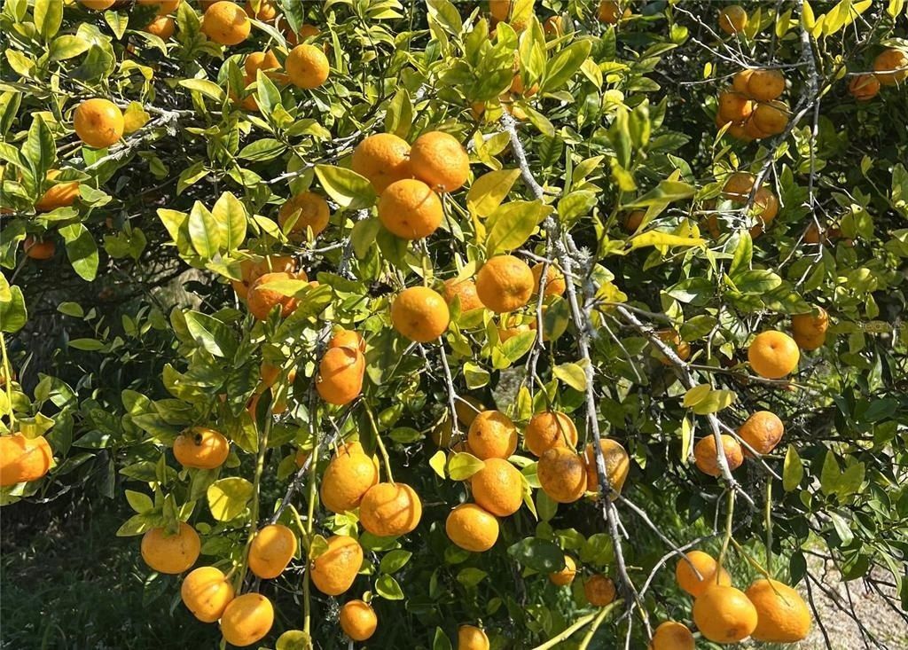 0 Davis Road, Mims, FL 32754 Photo