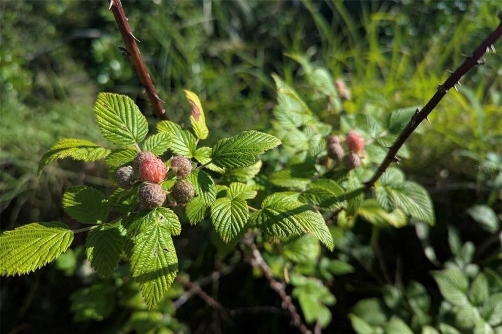 0 Davis Road, Mims, FL 32754 Photo