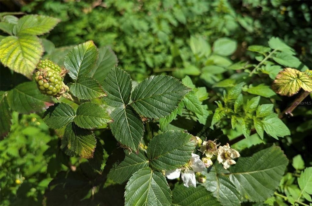 0 Davis Road, Mims, FL 32754 Photo