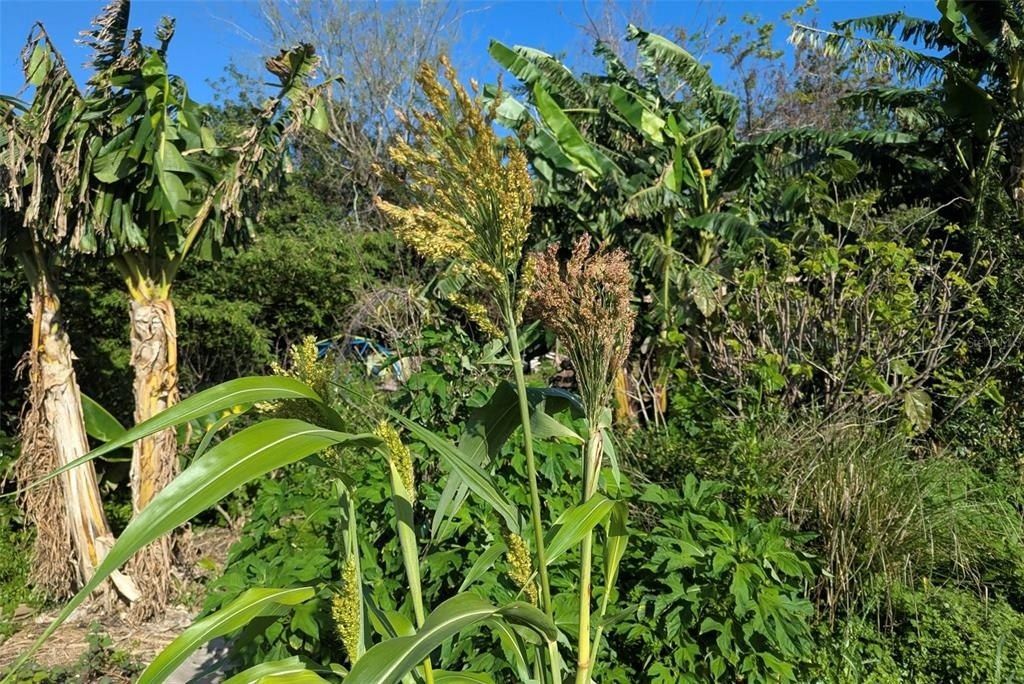 0 Davis Road, Mims, FL 32754 Photo