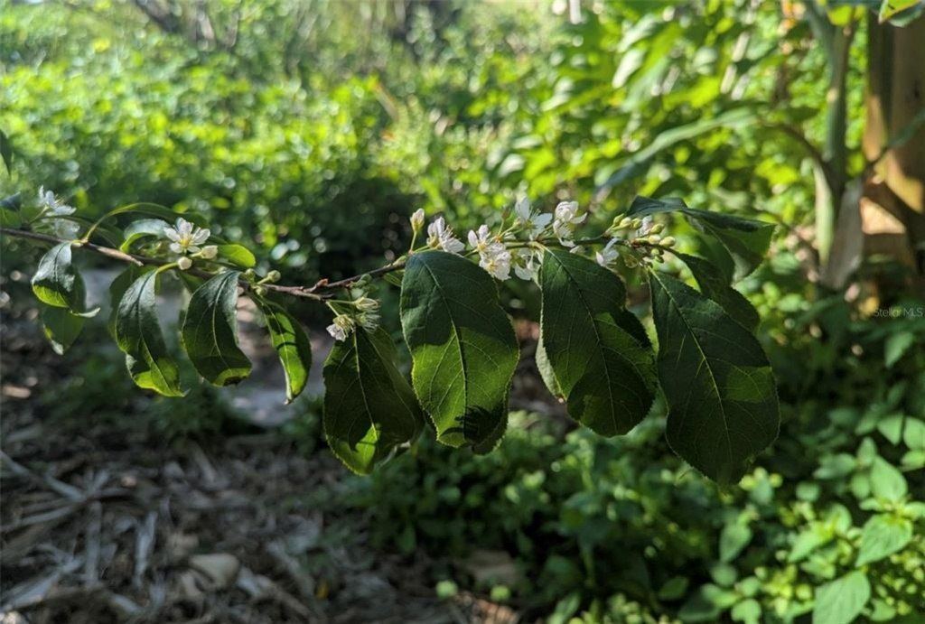 0 Davis Road, Mims, FL 32754 Photo