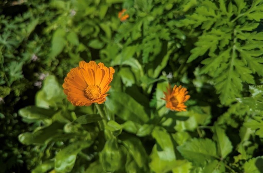 0 Davis Road, Mims, FL 32754 Photo