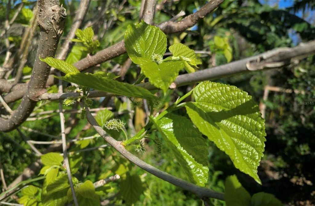 0 Davis Road, Mims, FL 32754 Photo