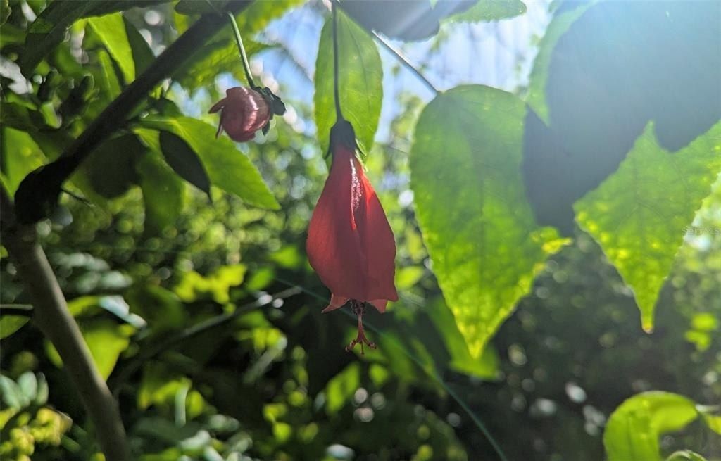 0 Davis Road, Mims, FL 32754 Photo