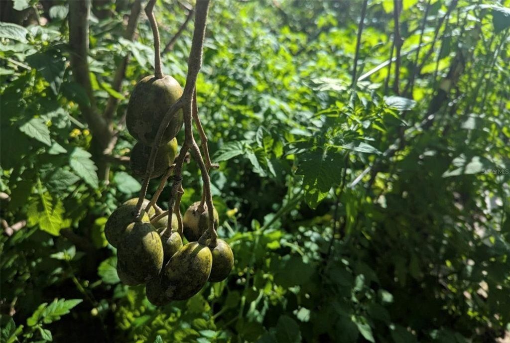 0 Davis Road, Mims, FL 32754 Photo