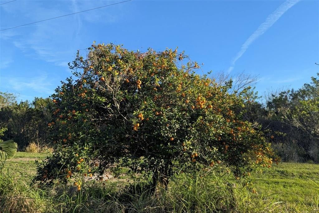 0 Davis Road, Mims, FL 32754 Photo