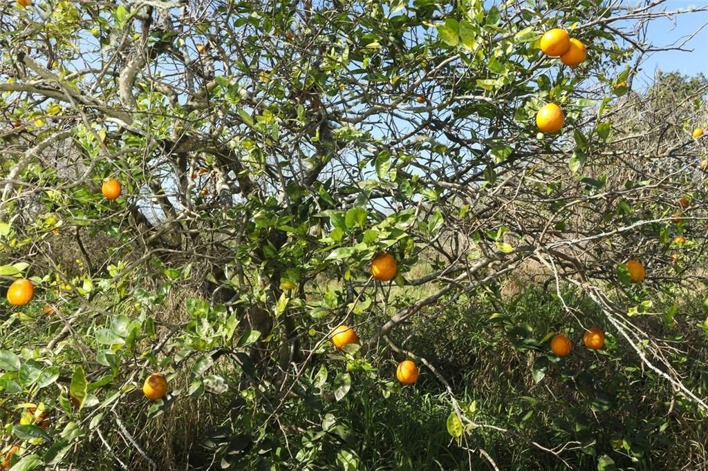 0 Davis Road, Mims, FL 32754 Photo