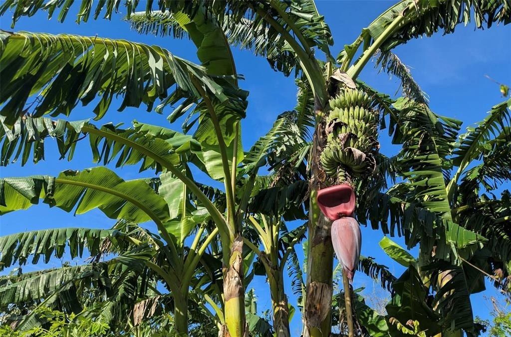 0 Davis Road, Mims, FL 32754 Photo