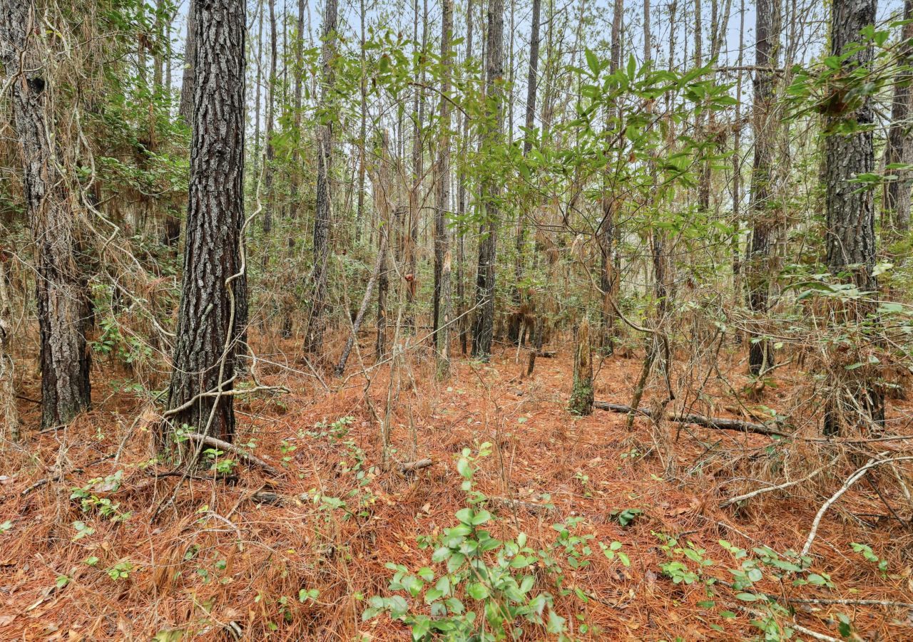 0 Santee River Road Photo 8