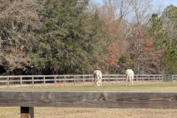 5d Archfield Avenue photo 4