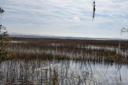 5d Archfield Avenue photo 4