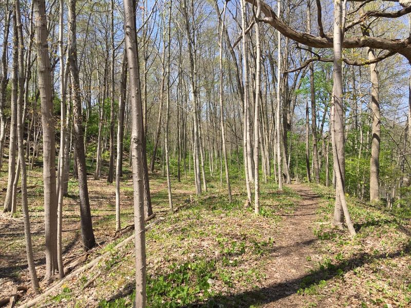 4650 Chatham Court, Dublin, OH 43017 Photo 22